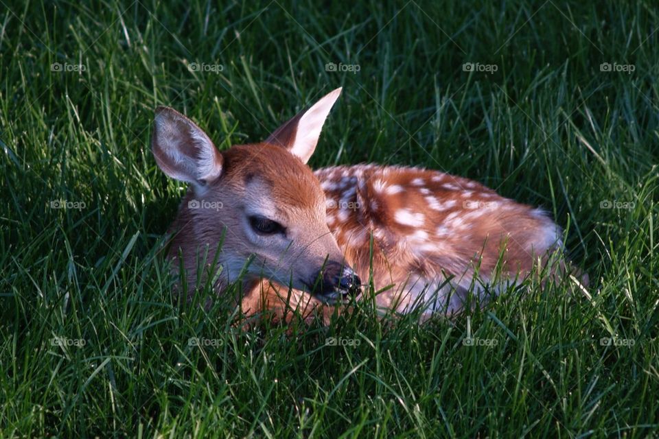 Fawn sitting on the grass