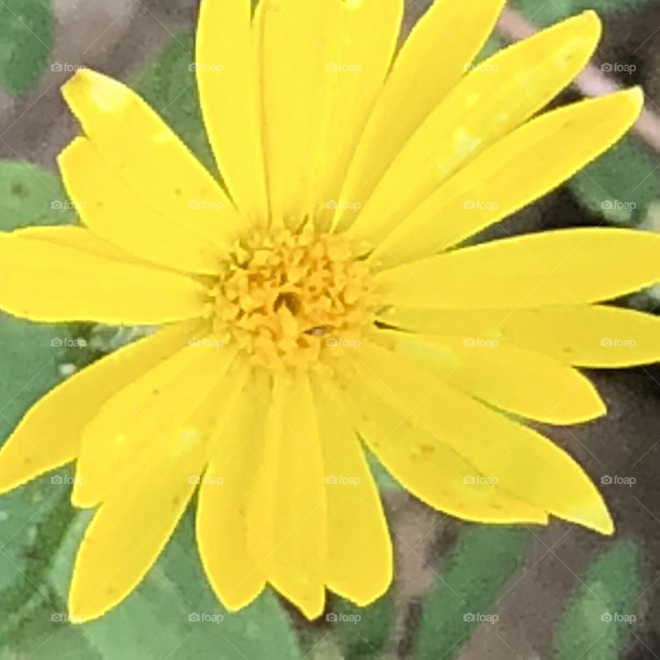 Gorgeous yellow petals