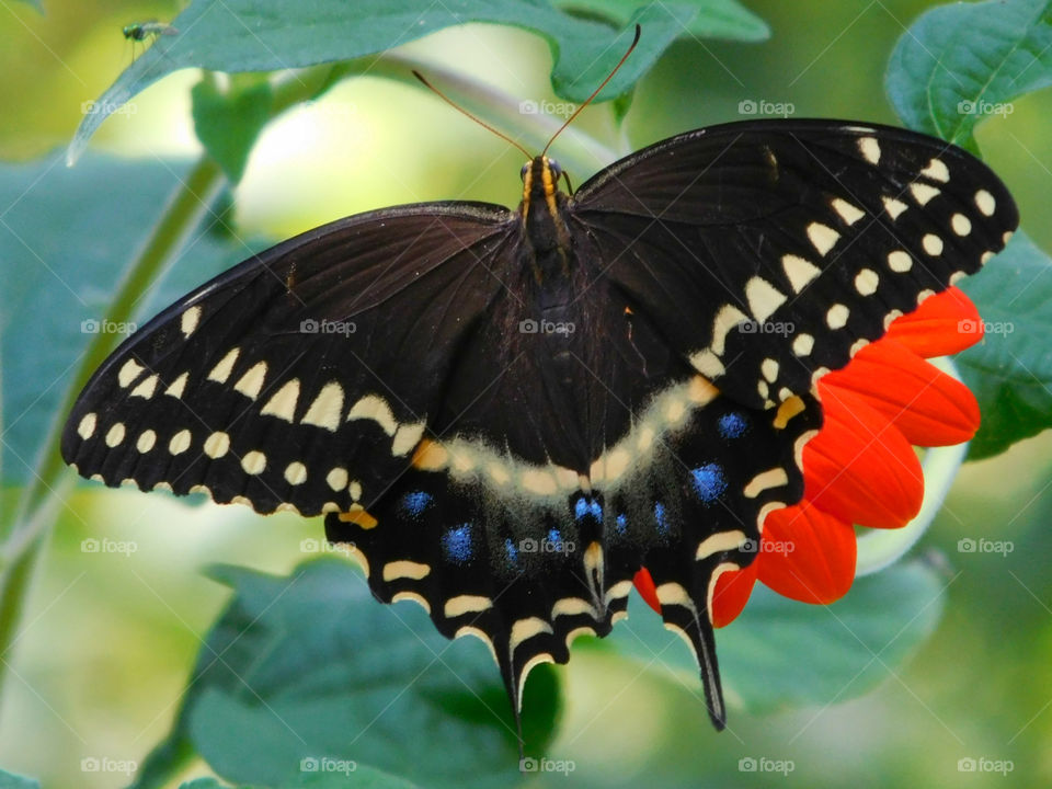A Black Swallowtail Butterfly feeds on a Mexican Sunflower!