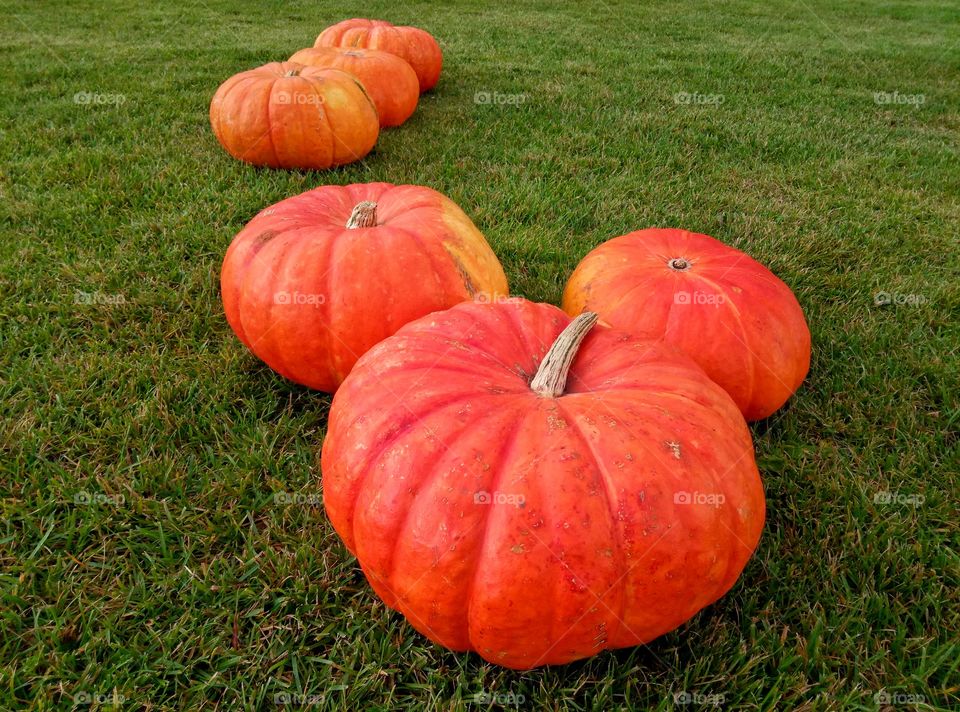 Fall, Pasture, Garden, Pumpkin, Halloween