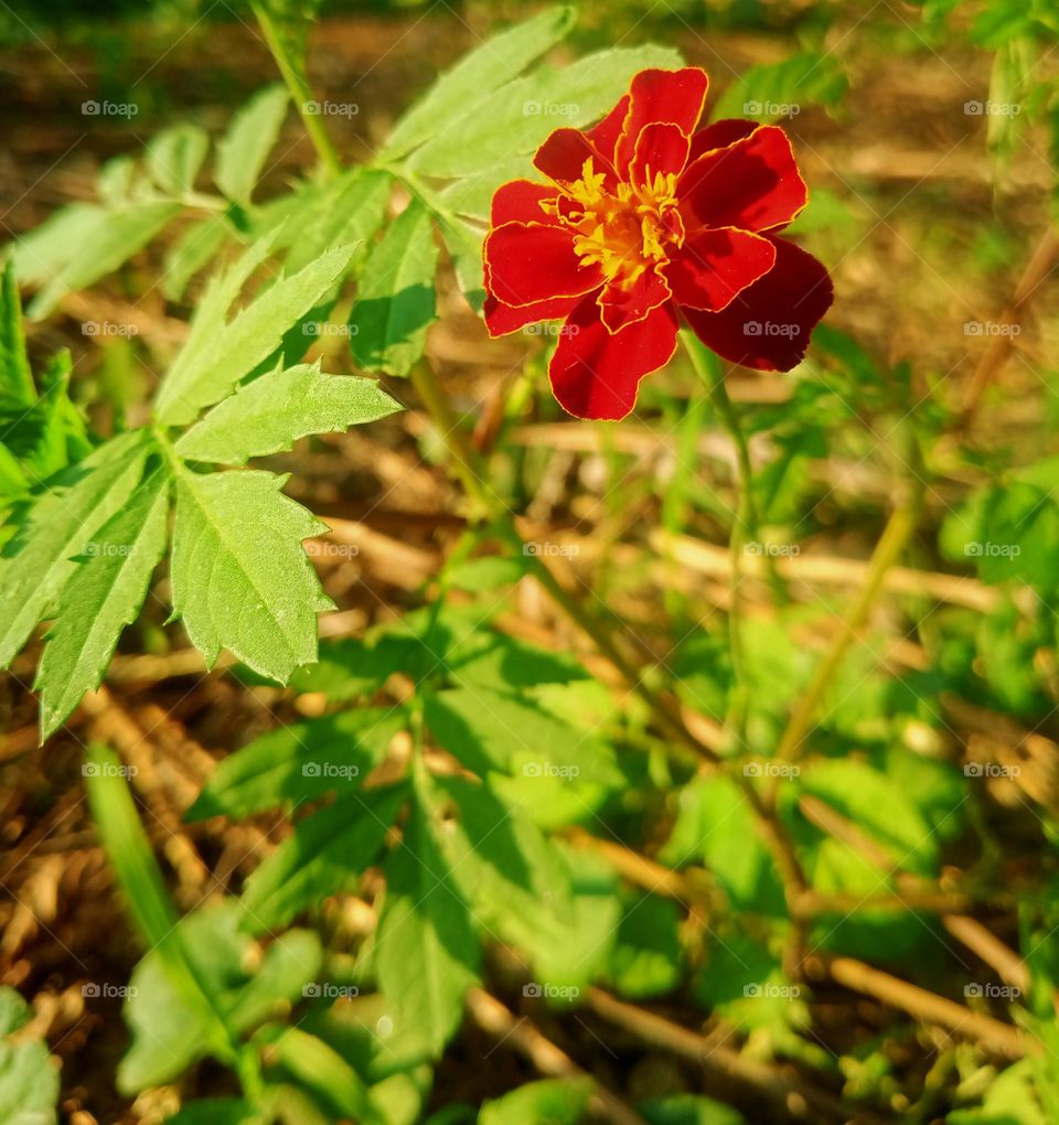 Probably, I will never stop admiring the variety and colors of flowers.. It is so beautiful💚📷🌺