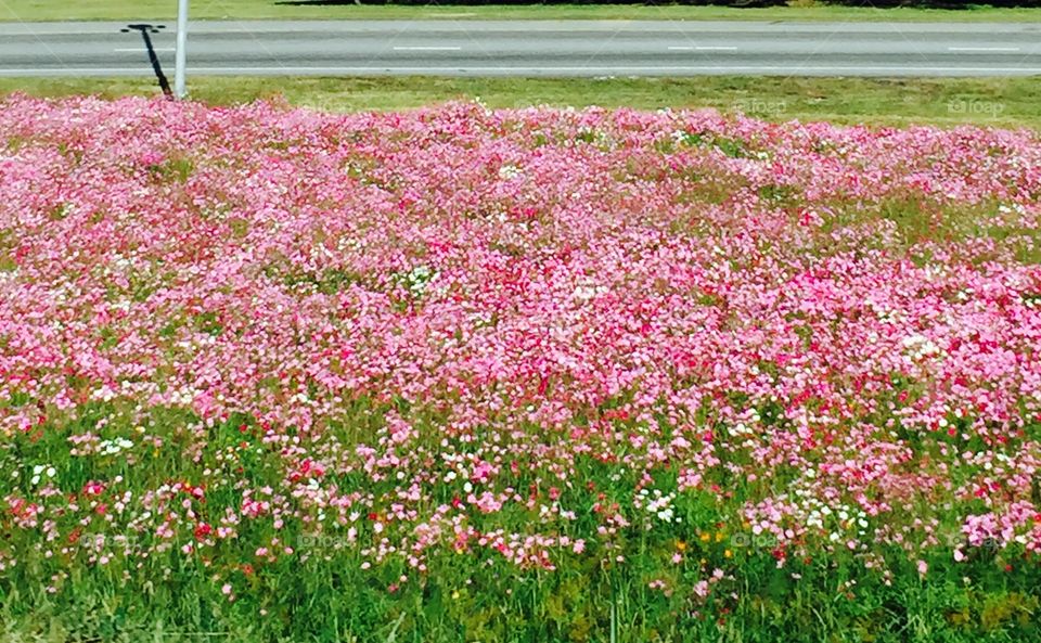 A mass of gorgeous pink flowers growing by the highway.
