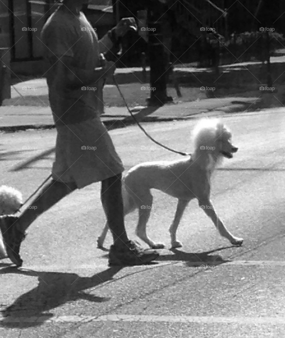 Dog walker. Poodle
