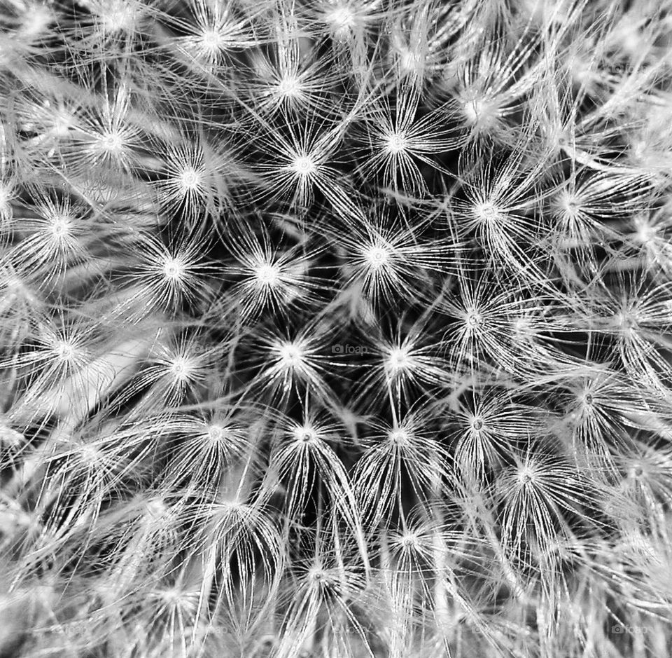 Silver dandelion