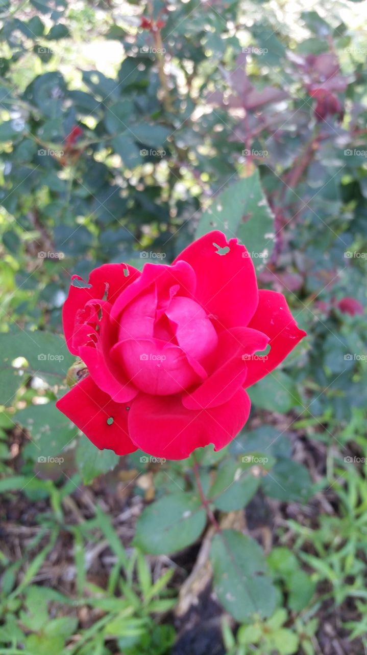 Garden Rose 1