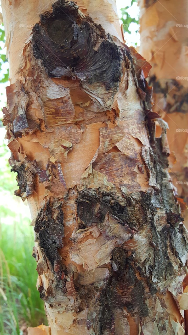 peeling bark