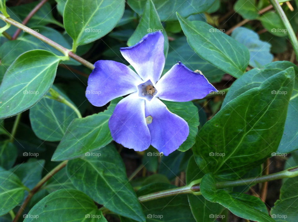 green garden nature flower by kenglund