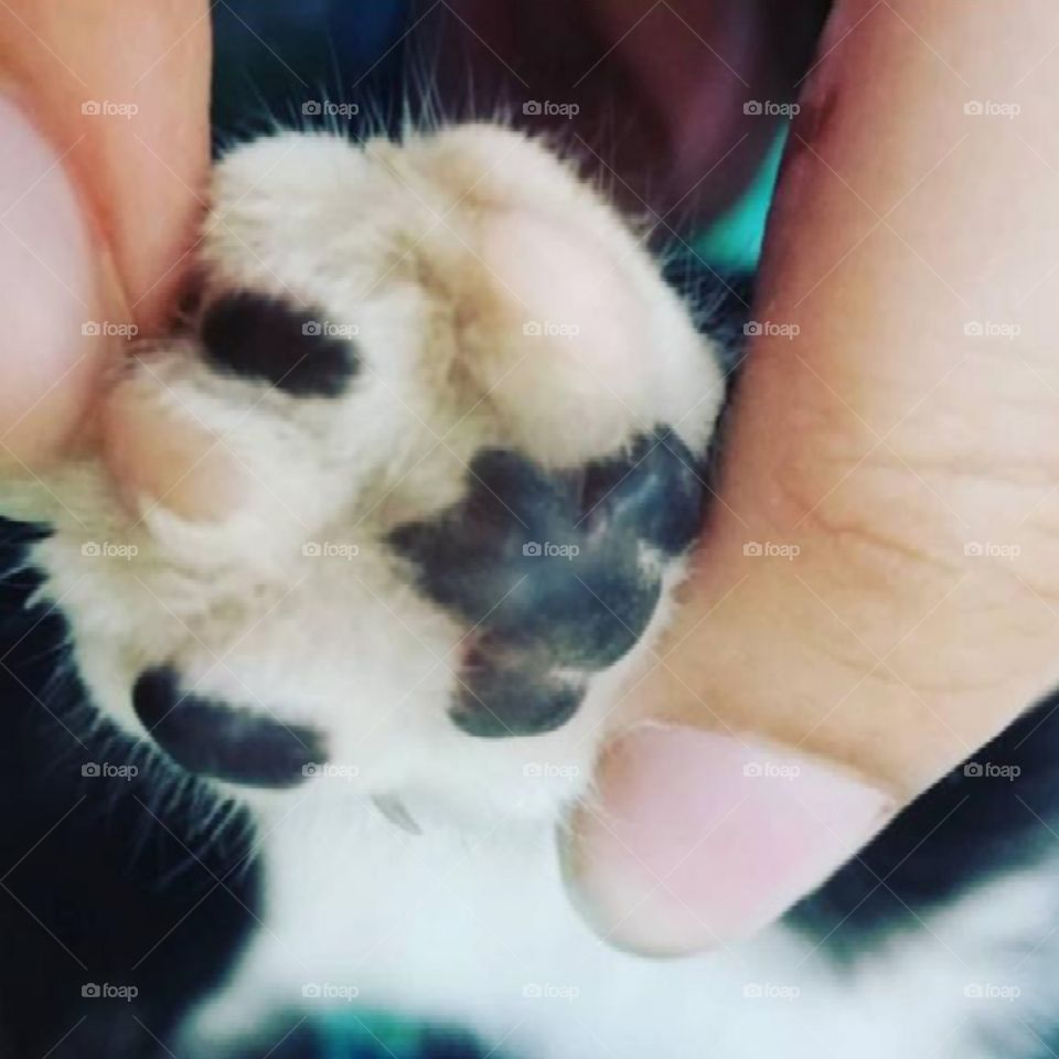 cute paw