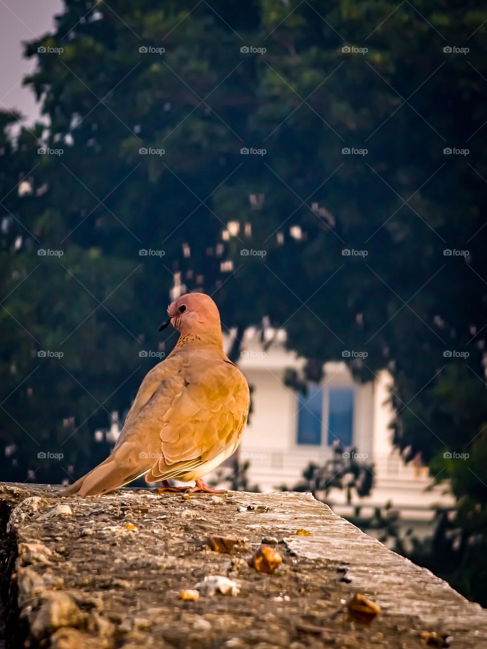 Portrait of a bird