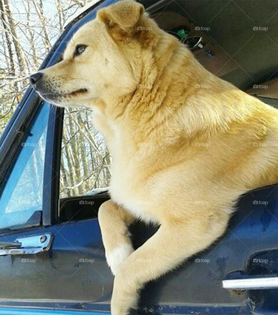 He loves to ride I'm the truck while we pick up the broken limbs