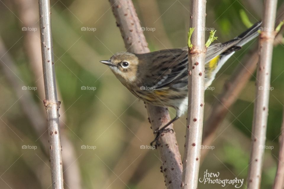 Yellow-rumped warbler