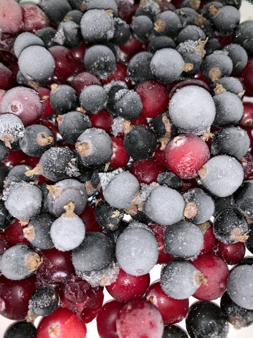 frozen berries of cranberry and currant, covered with hoarfrost