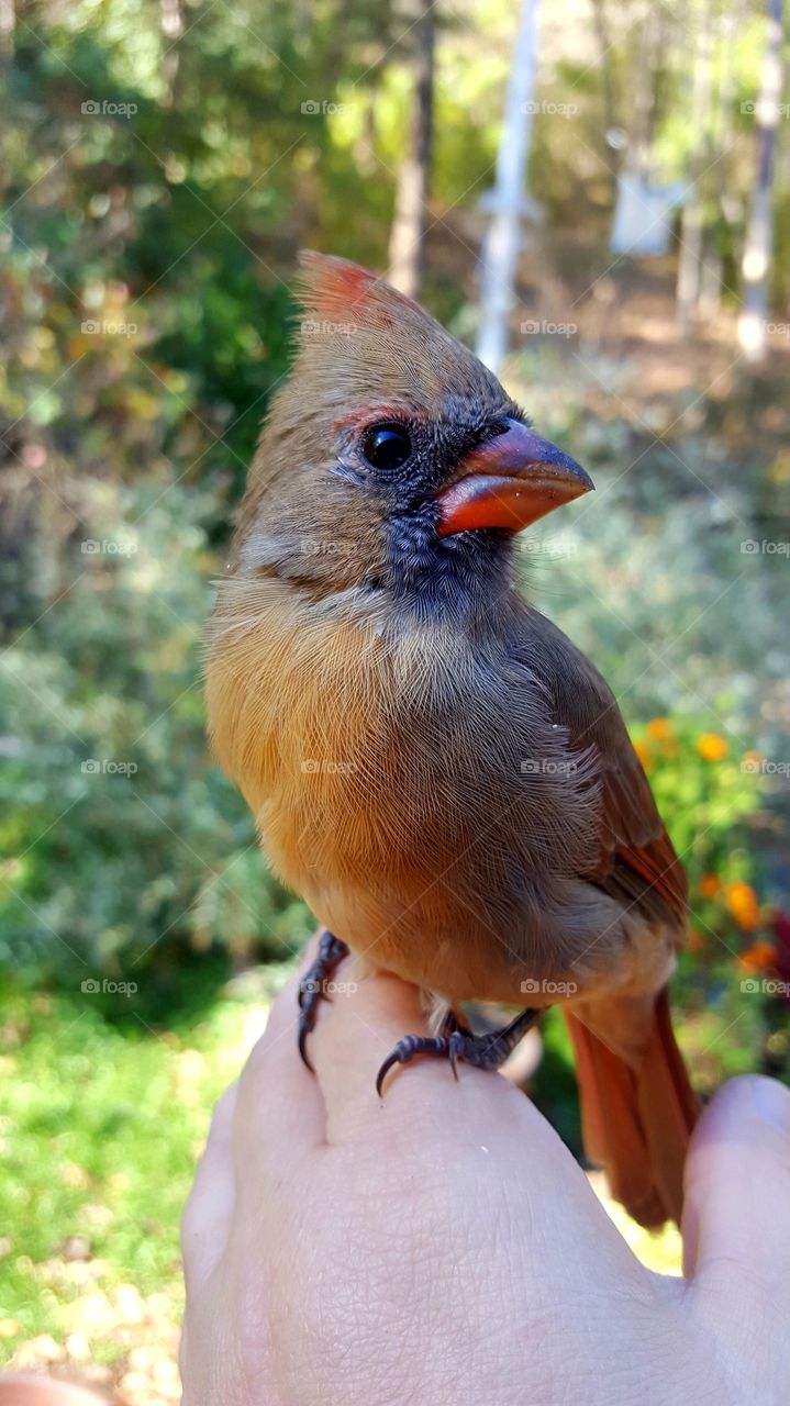 Close-up of cardinal perching on hand