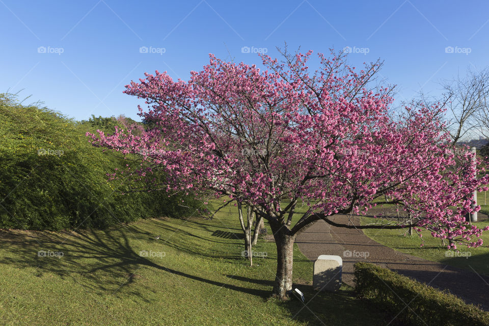 Flowering of the cherry trees