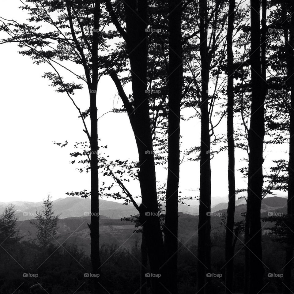 Tree, Fog, No Person, Dawn, Wood