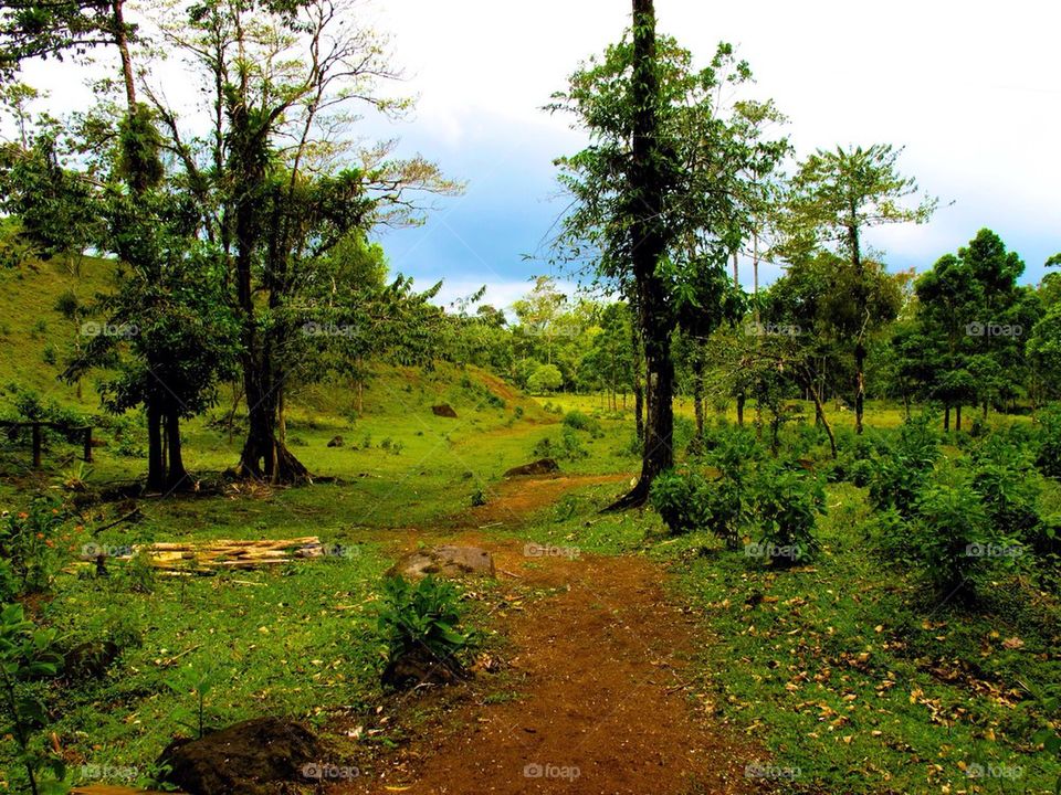 Winding Road through forest