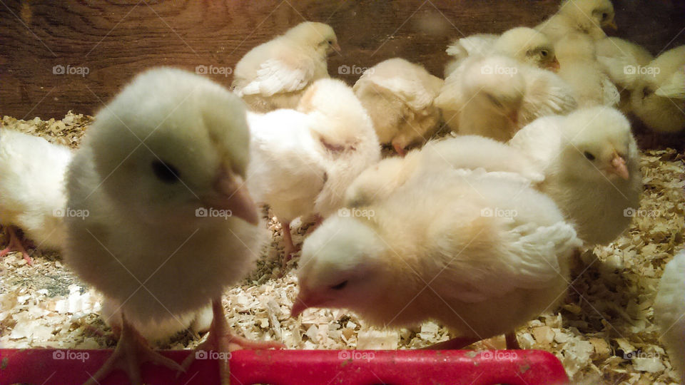 cute spring baby chicks