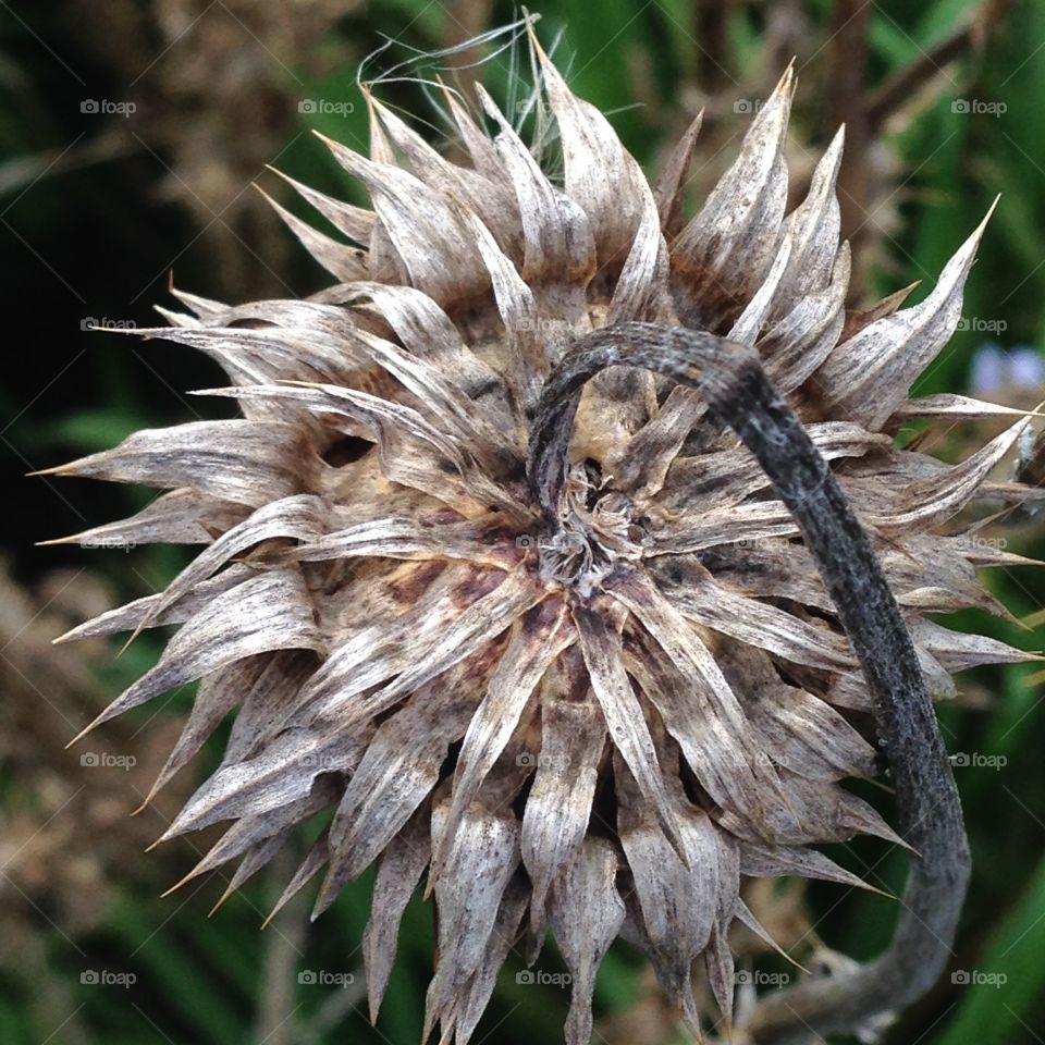 Thistle 