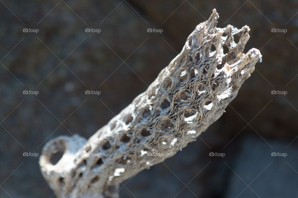 Unique piece of wood