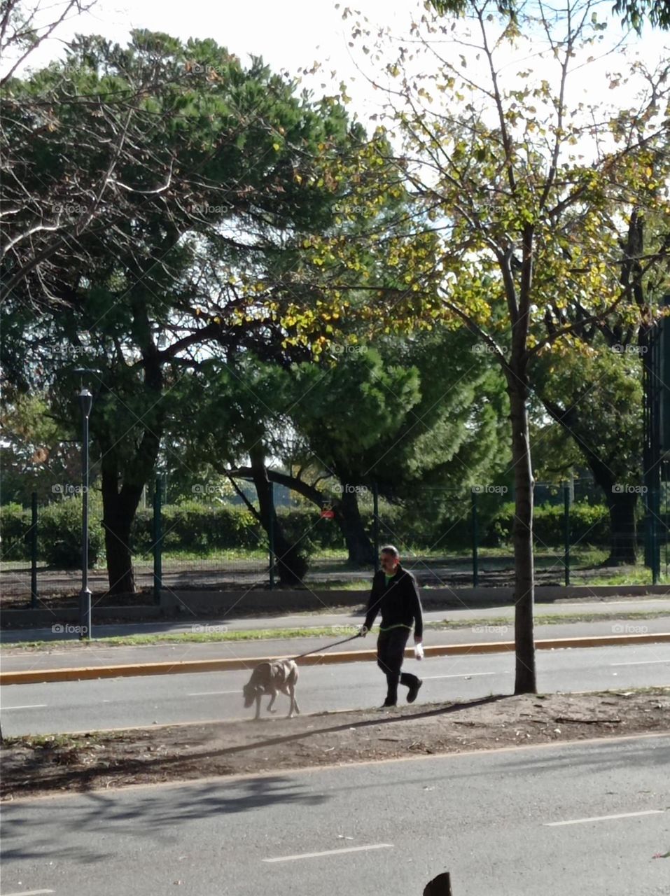 dog walking man / perro lleva dueño a caminar