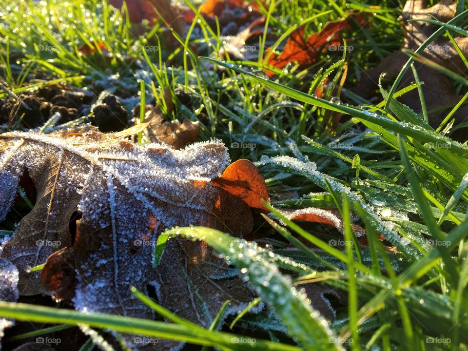 Frost 