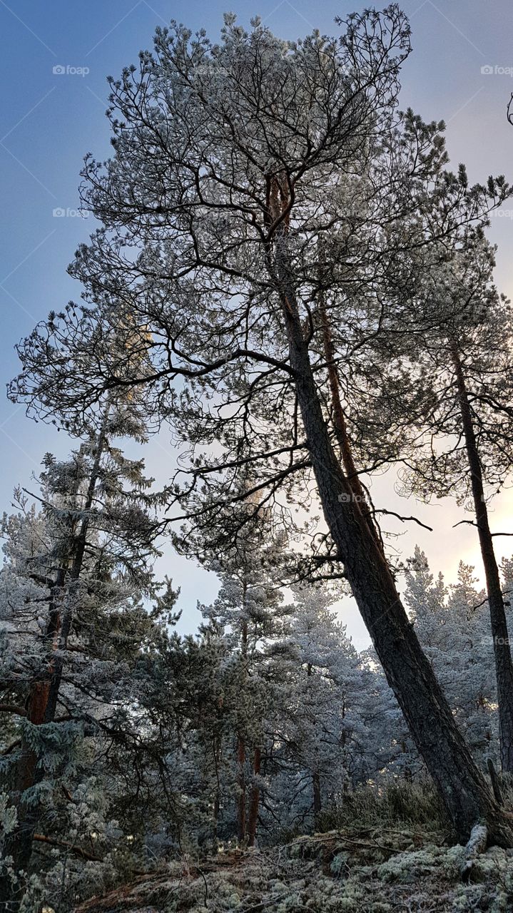 Frosty pine tree