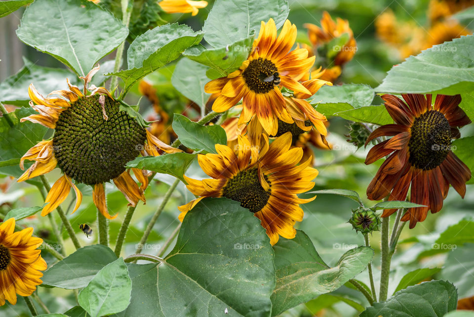 sunflowers bees and bumblebees