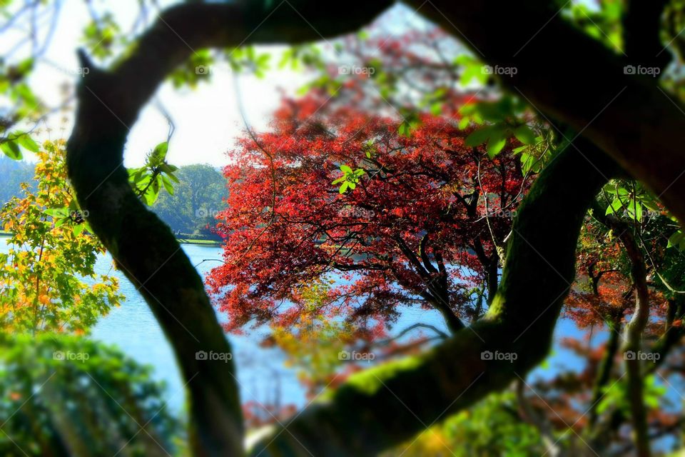 Red autumn leaves in tree frame
