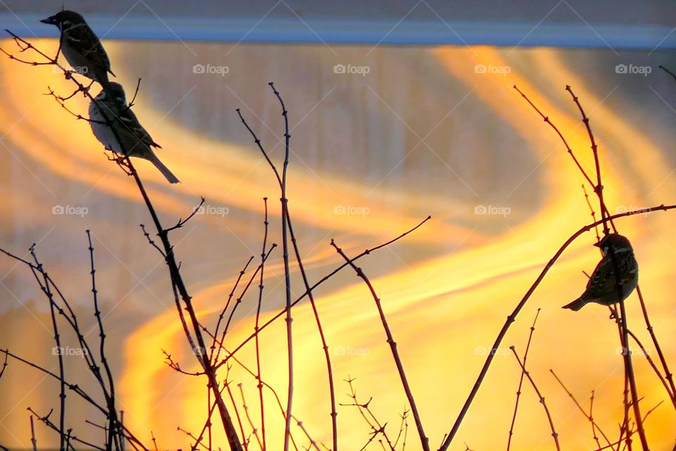 Birds in the light of the sun reflected in a window.