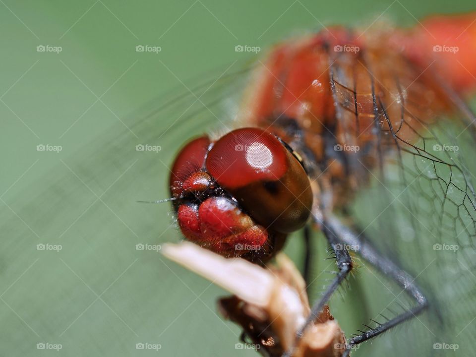 Red dragonfly