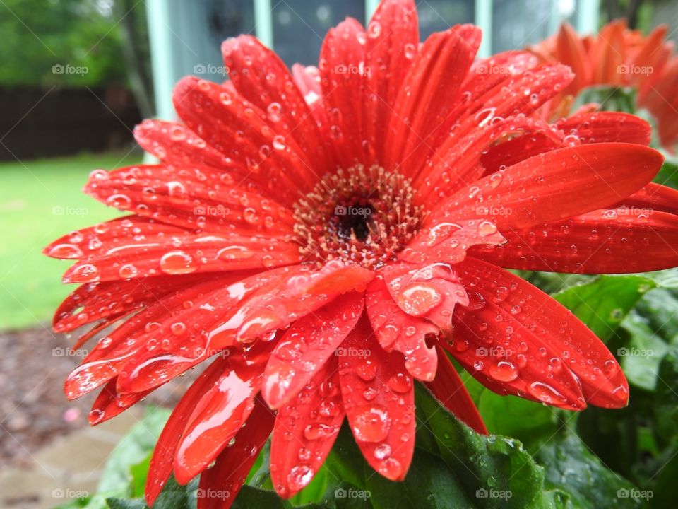 Gerber daisy in the rain