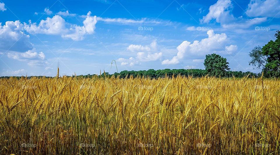 Wheat field and a blue sky