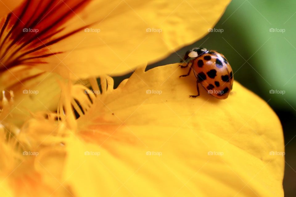 Red beetle on yellow nasturtium petal 