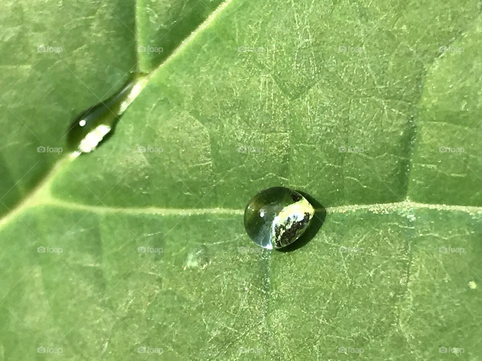 Rain drops on leaf. Closeup. 