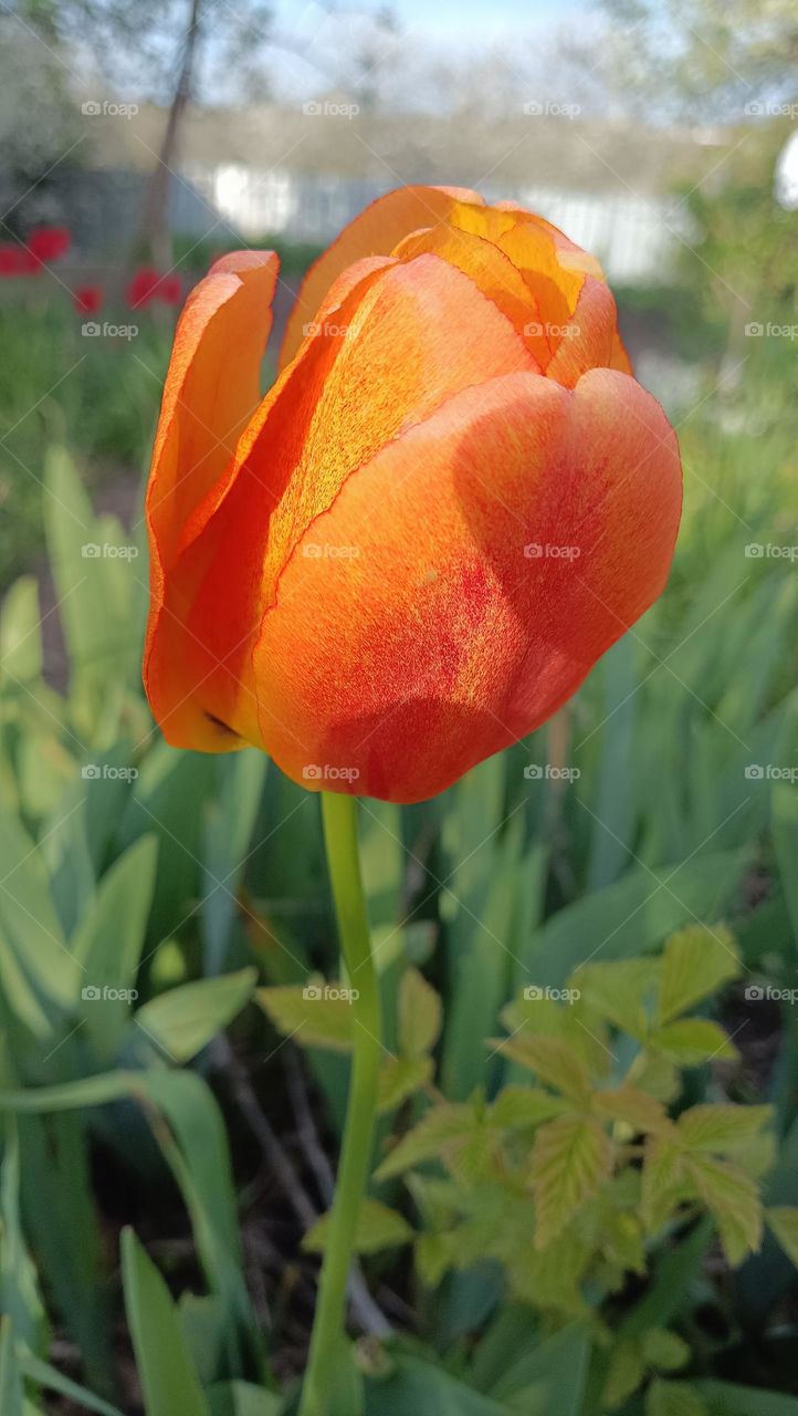 orange 🧡 tulip