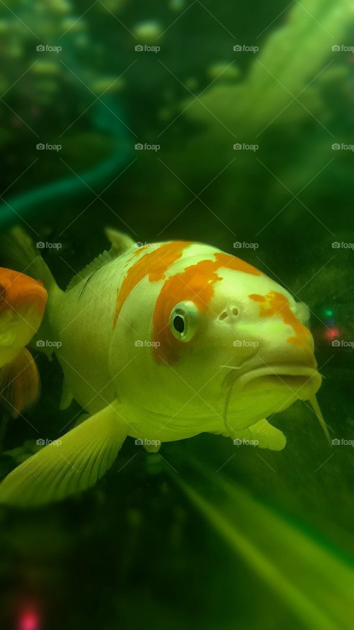 fish on aquarium