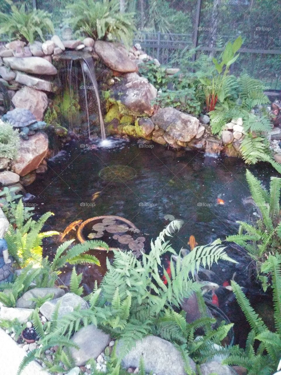 koi pond