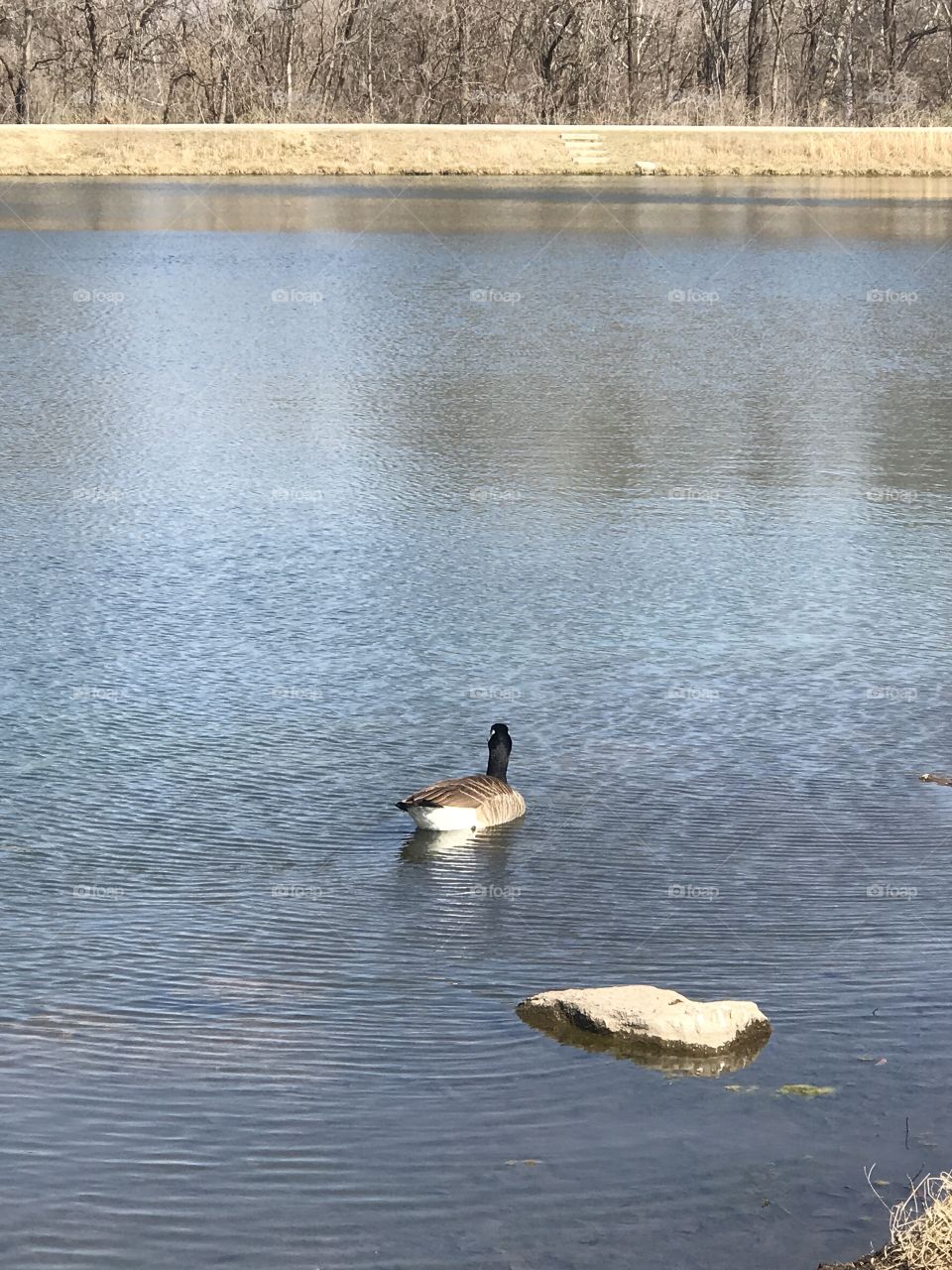 This goose travels alone