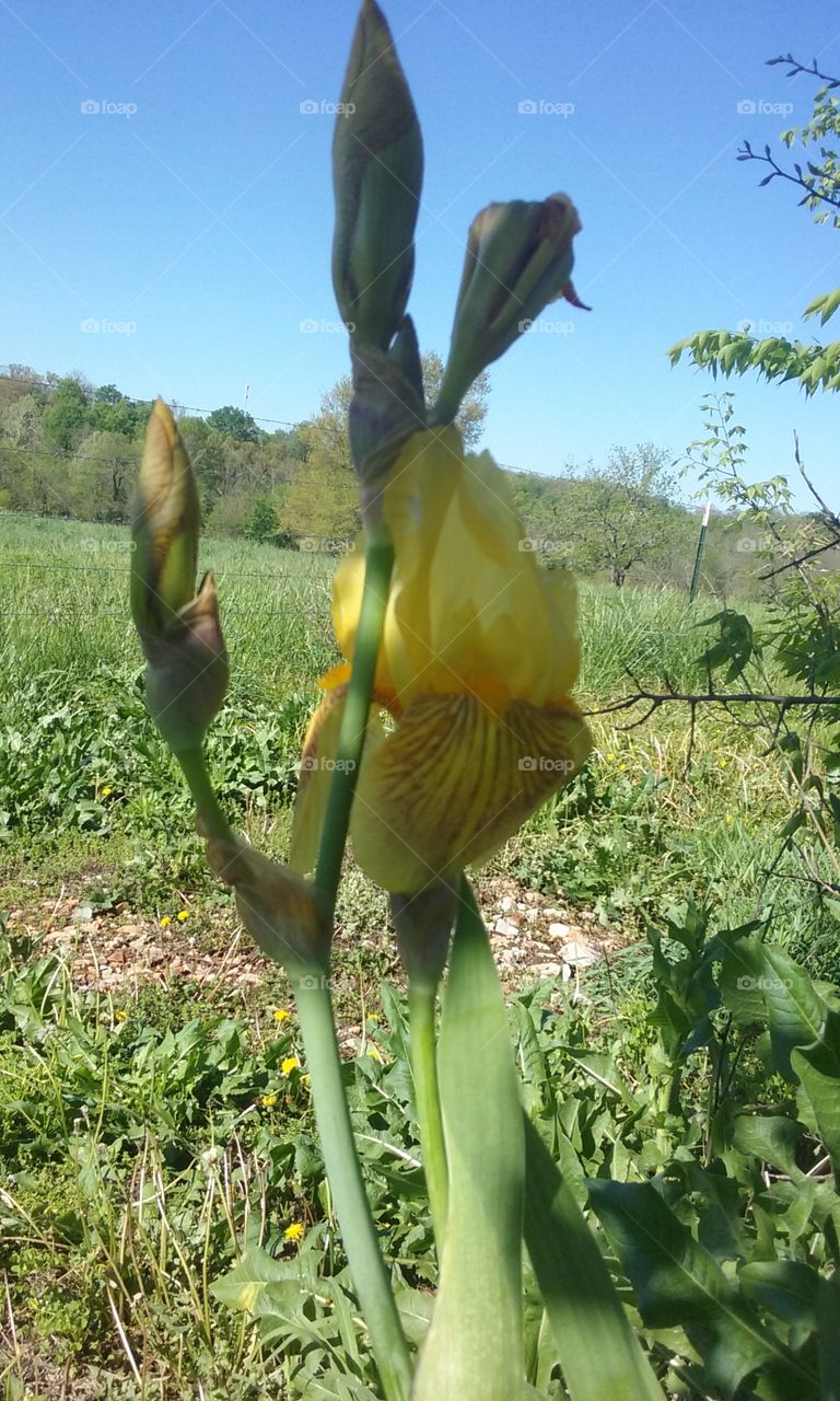 April Flower