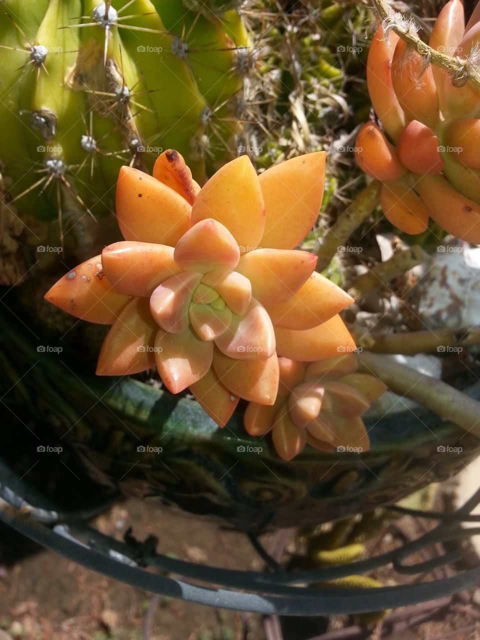 succulent orange