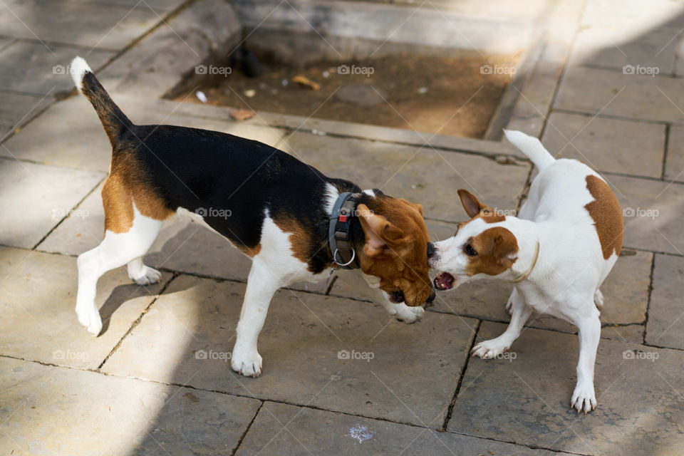 Beagle playing with a Jack Russell