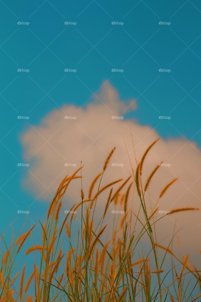 weeds with sky and clouds