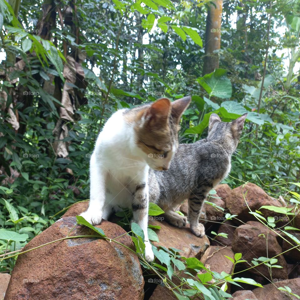 Two kittens are on the stone rock
