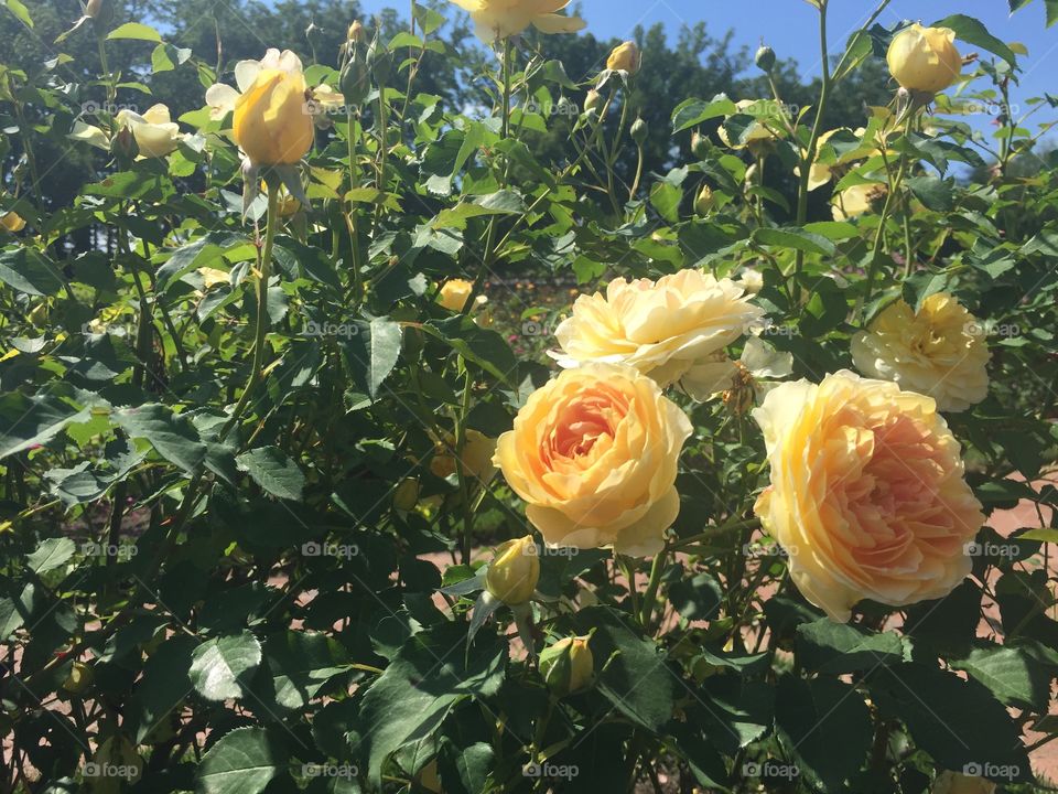 Yellow Roses in the Gardens at Biltmore Estate in Asheville, NC