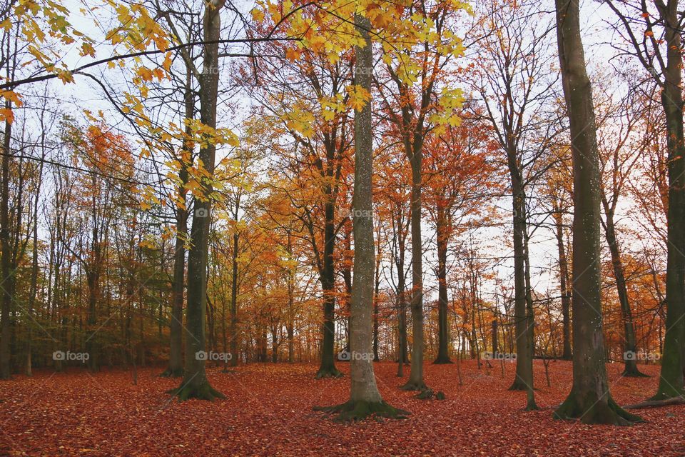 View of autumn trees