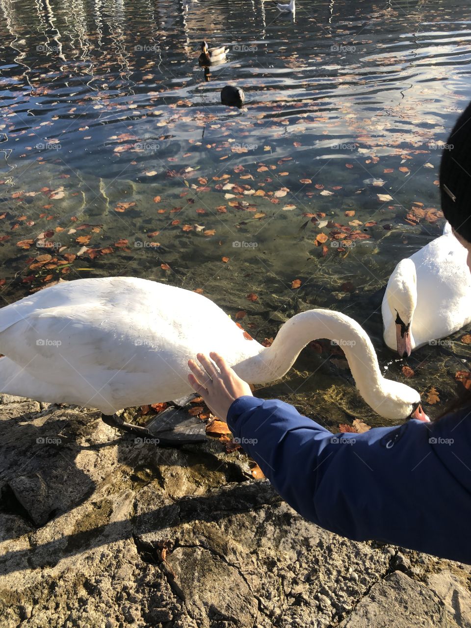 Schwan in der Schweiz 