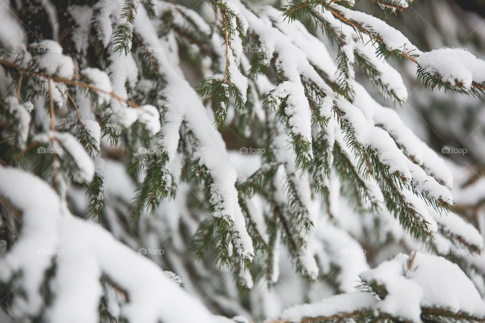 Heavy snow on an evergreen tree in the winter