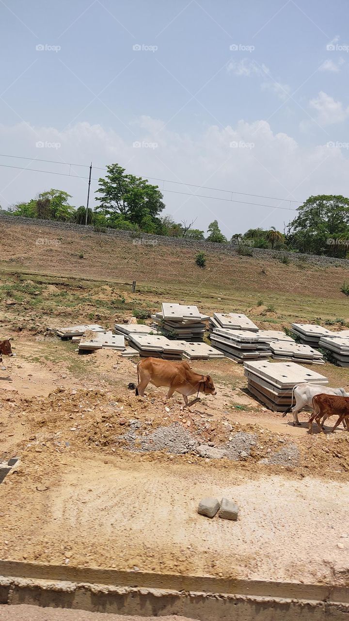 The cow is roaming in search of food.