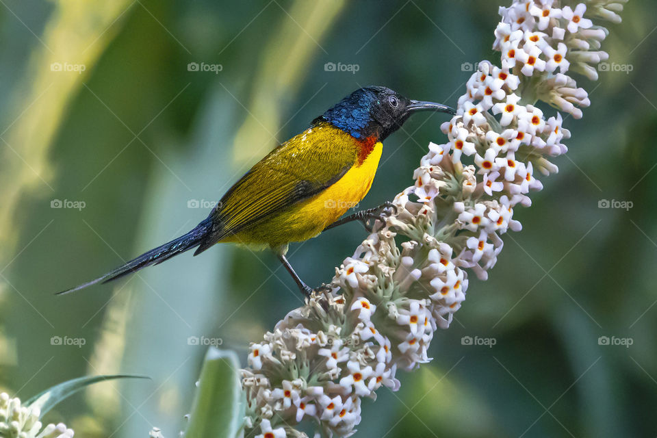 Sunbird suckling pollen