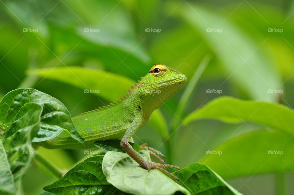 A lizard sitting on a branch of a tree and thinking